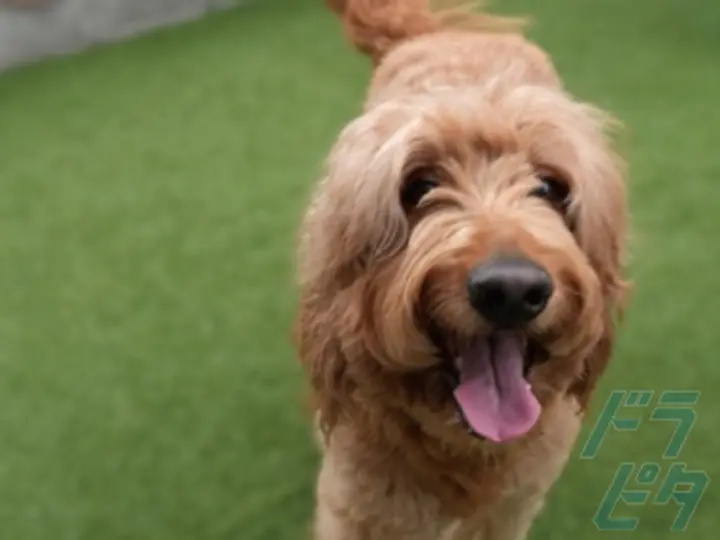 愛知県の運転手求人　No.87268